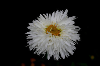 Chinese Aster