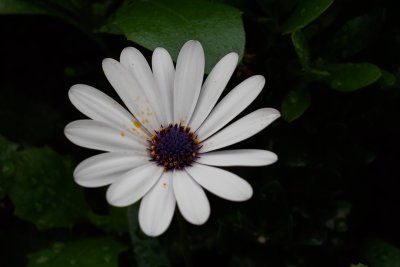Blue & White daisybush