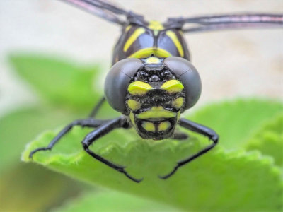 Green Hawker Dragonfly