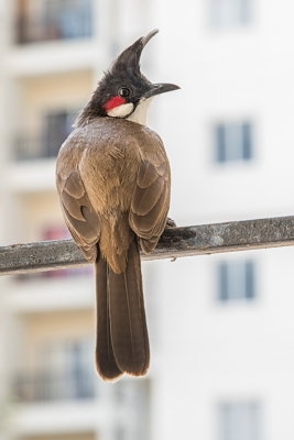 Red-whiskered Bulbul