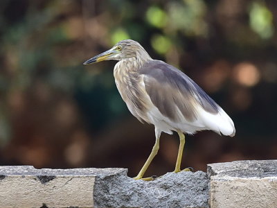 Indian pond heron