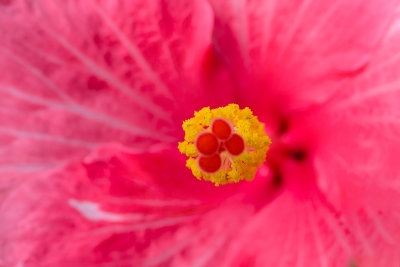 Heart of Hibiscus