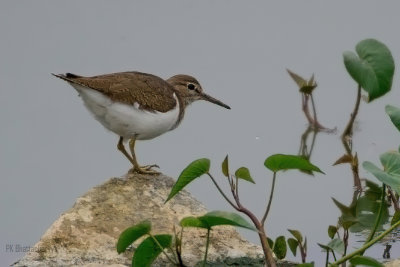 Common Sandpiper