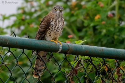 Common hawk-Cuckoo a.k.a. Brainfever Bird