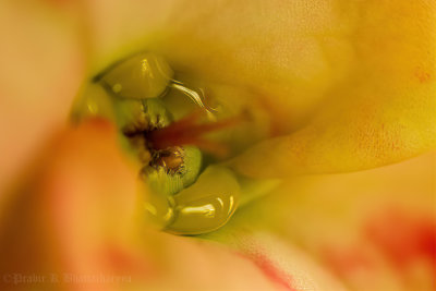 Heart of a Cactus flower