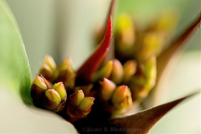 Buds of a Cactus flower