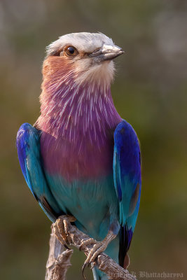 Lilac Breasted Roller