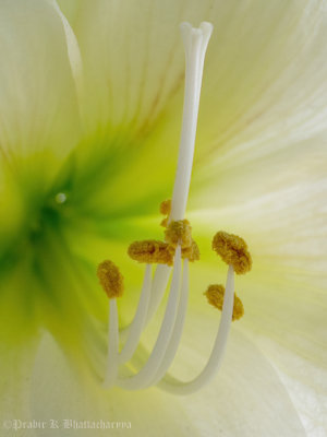 Stamen of White Lily