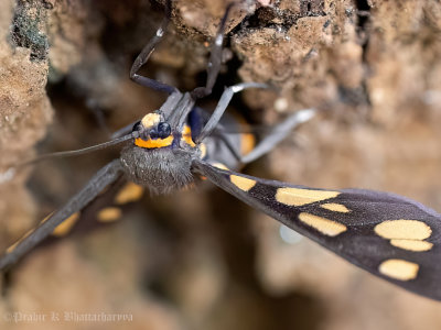 Spotted Wasp