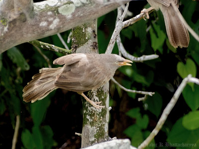 Jungle Babbler