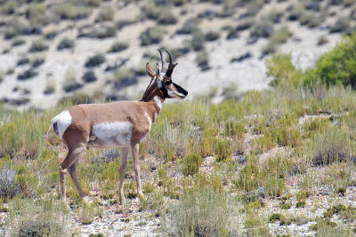 Pronghorn antelope.jpg