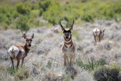 Antlers and Horns Gallery