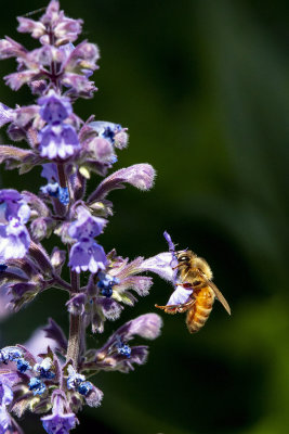 honeybee205212020.jpg