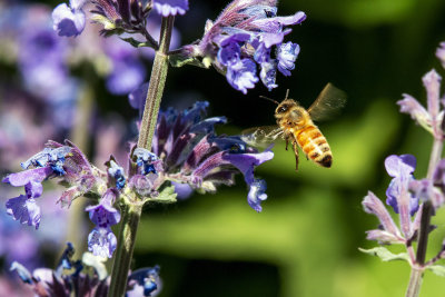 Macro Nature