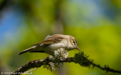 Lundsanger (Phylloscopus trochiloides)