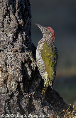 Grnsptte 1cy, female, Sweden