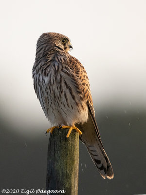 Taarnfalk (Falco tinnunculus)