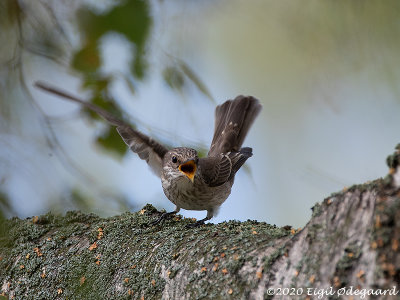 Graa Fluesnapper (Muscicapa striata)