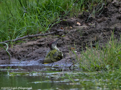Grønspaette (Picus viridis)