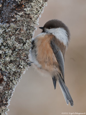 Lapmejse (Pecilla cincta)