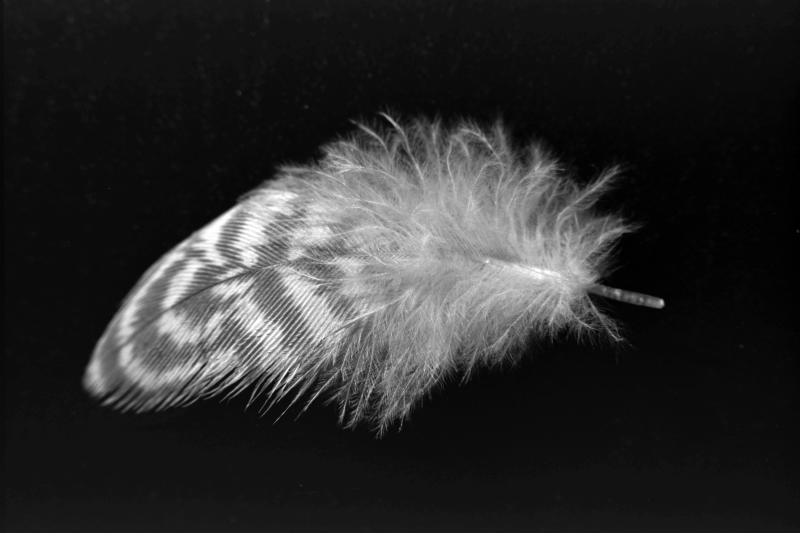 Feather.png