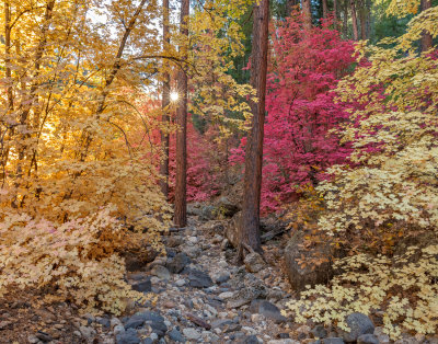 Arizona's Almost Endless Autumn