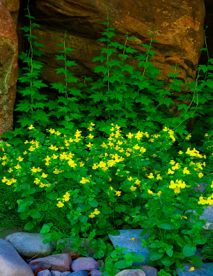 Yellow Monkeyflowers, West Fork, Oak Creek