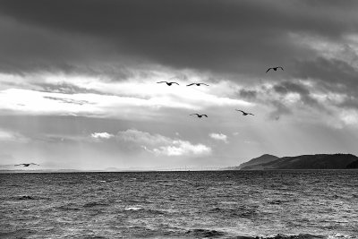 Gulls on the Moray Firth