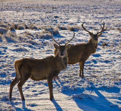 Red deer stags