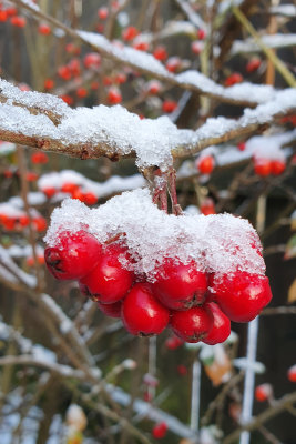 Snowy berries 