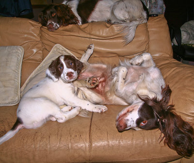 Eilein is a Springer Spaniel