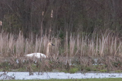 Cygne trompette
