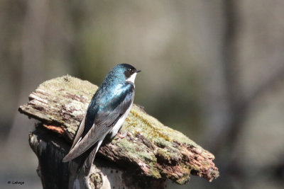 Hirondelle bicolore