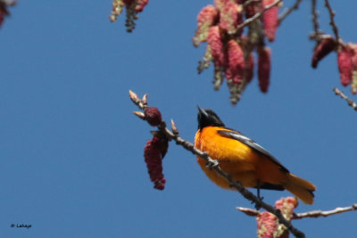 Oriole de Baltimore