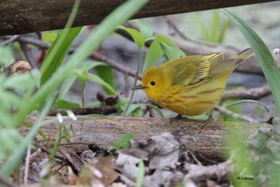 Paruline jaune