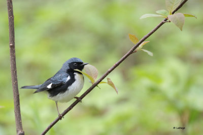 Paruline bleue