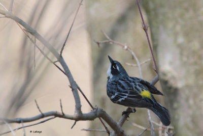 Paruline  croupion jaune