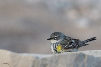 Paruline  croupion jaune