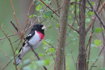 Cardinal  poitrine rose male