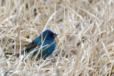 Passerin indigo