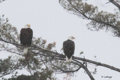 Pygargues à tête blanche - Bald Eagles