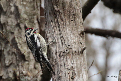 Pic maculé male - Yellow-bellied Sapsucker