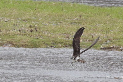Balbuzard pêcheur - Osprey