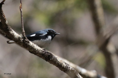 Paruline bleue - Black-throated Blue Warbler