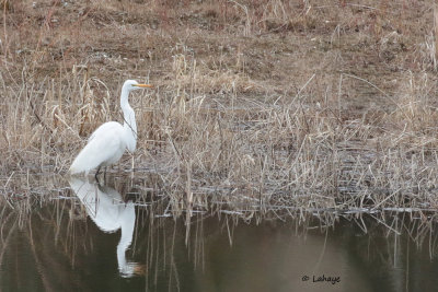 Grande Aigrette - Great Egret