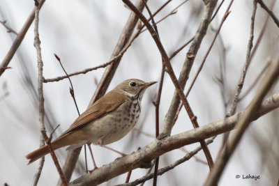 Grive solitaire - Hermit Thrush