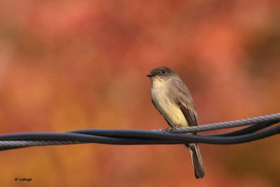 Moucherolle phébi - Eastern Phoebe