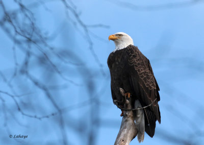 Pygargue à tête blanche - Bald Eagle