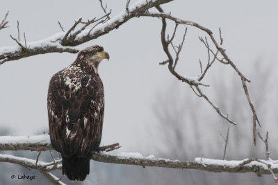 Pyguague à tête blanche juvénile (+ de 2 ans) - Bald Eagle