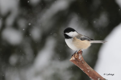 Mésange à tête noire / Black-capped Chickadee